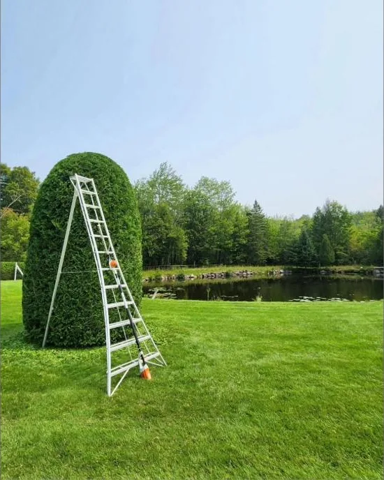 Cèdre sculpté en topiaire devant un étang, échelle de jardinier